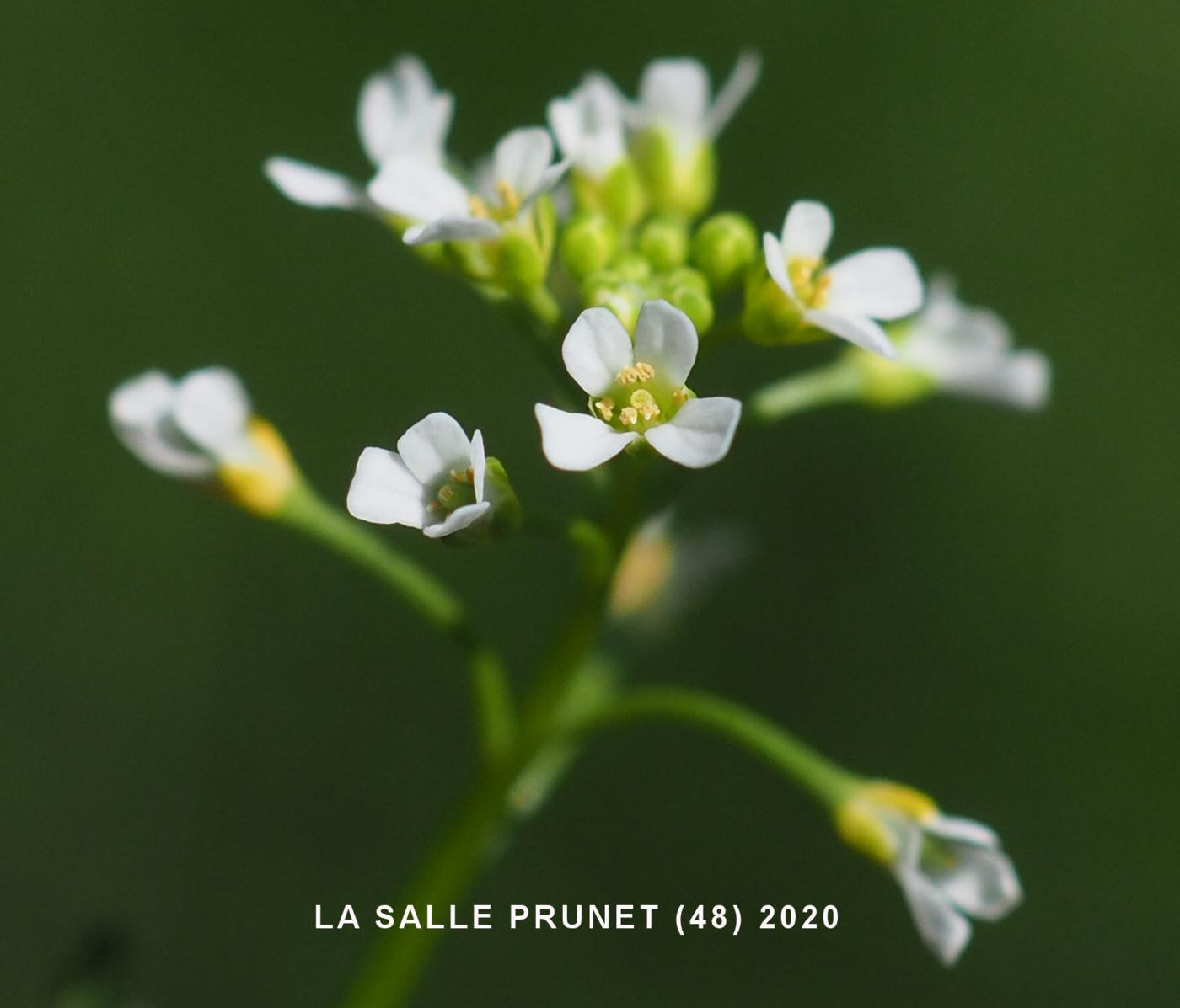 White Ball Mustard flower